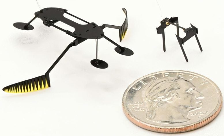 Water Skimmer Robot Size Comparison