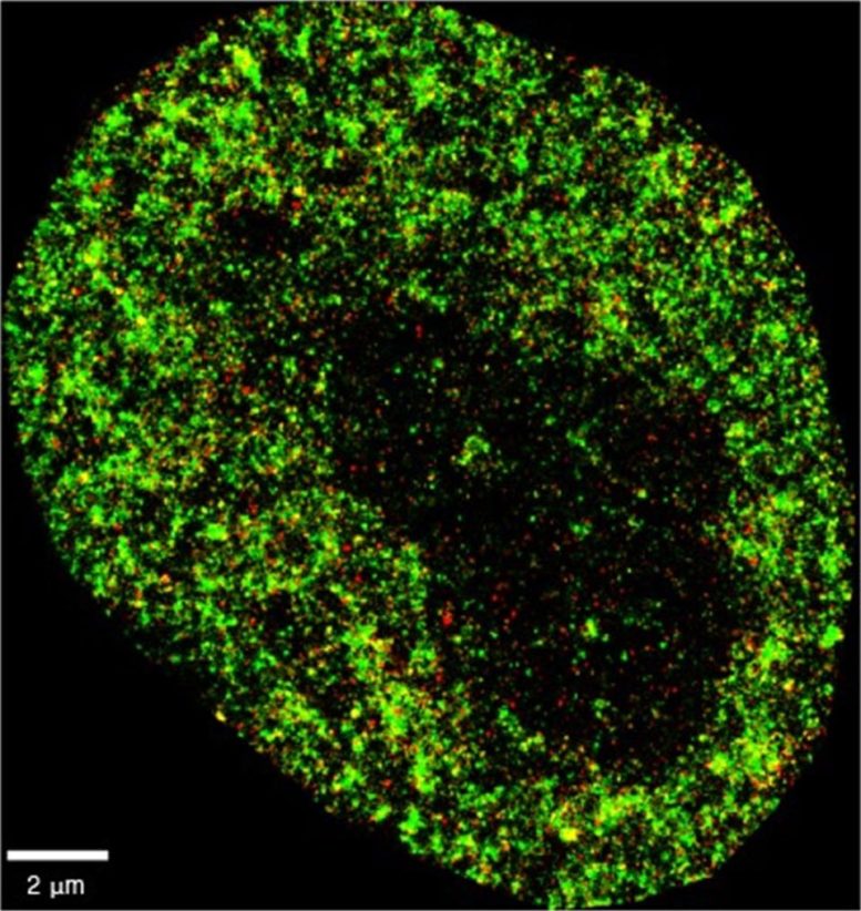 HeLa Cancer Cell Super-Resolution Image